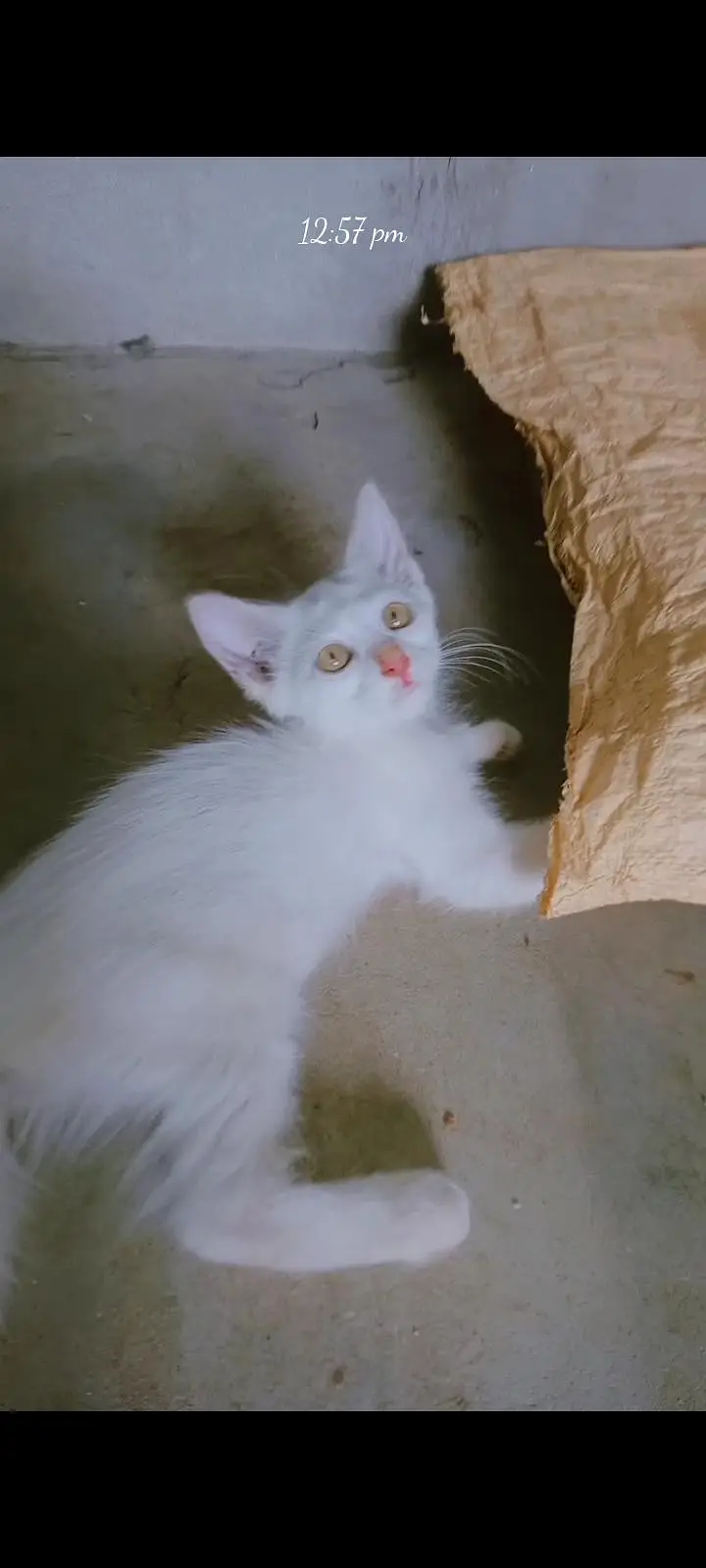parsian kittens  triple coat kittens odd eyes kittens urgent sale ! — photo 4