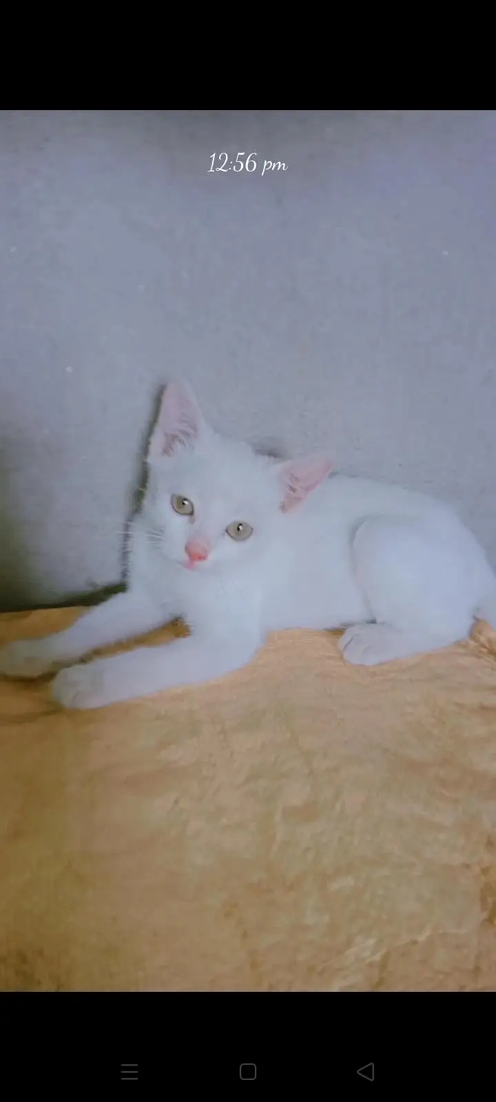 parsian kittens  triple coat kittens odd eyes kittens urgent sale ! — photo 6
