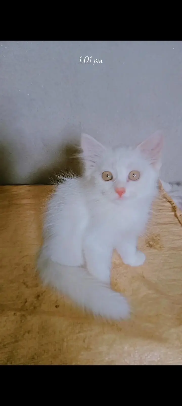 parsian kittens  triple coat kittens odd eyes kittens urgent sale ! — photo 7