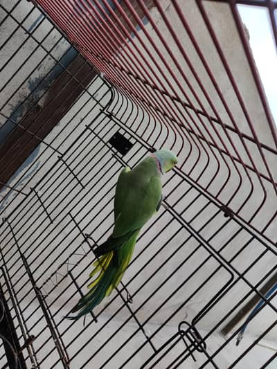 Ringneck