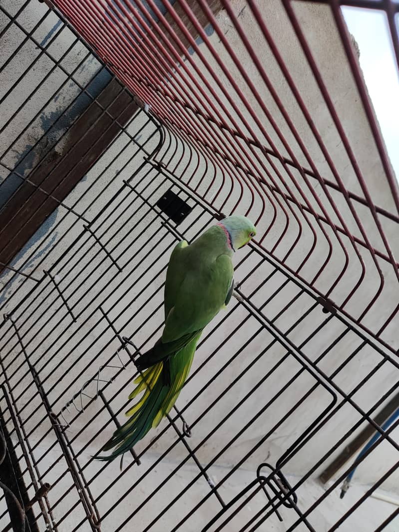 Ringneck 0