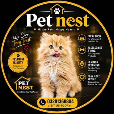 cash on delivery available Persian punch face cat kitten