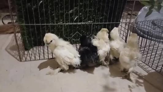 white silky Black silky golden sebright light brahma silky male