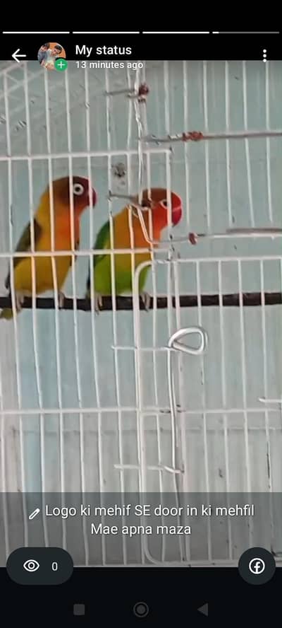 parrots