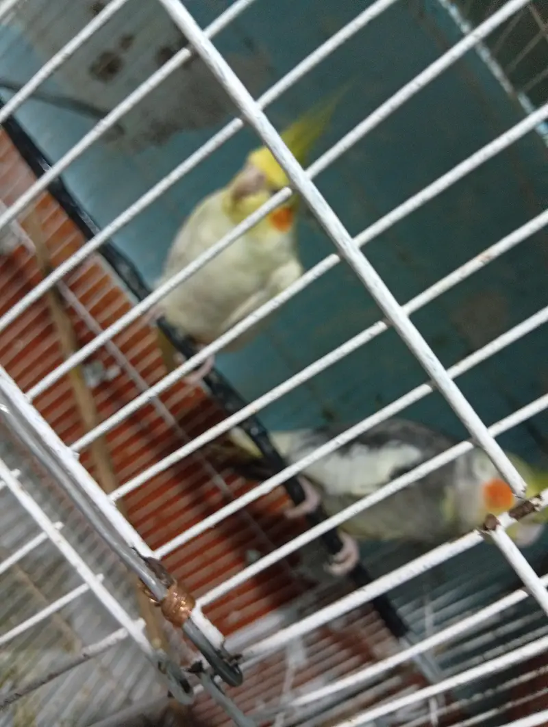 parrots — photo 2