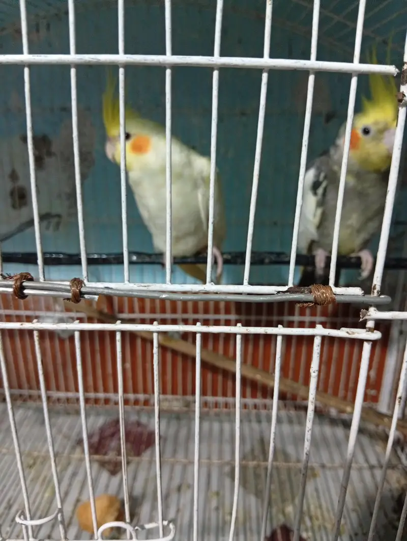 parrots — photo 3
