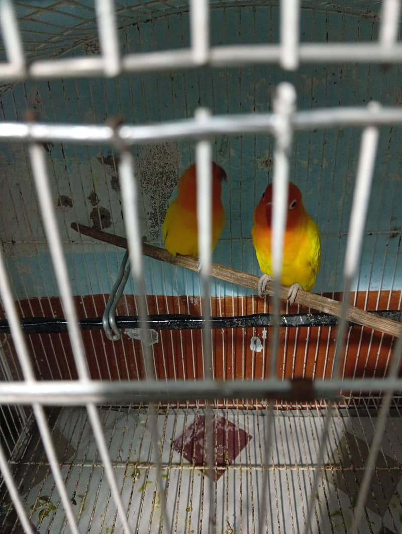 parrots 3