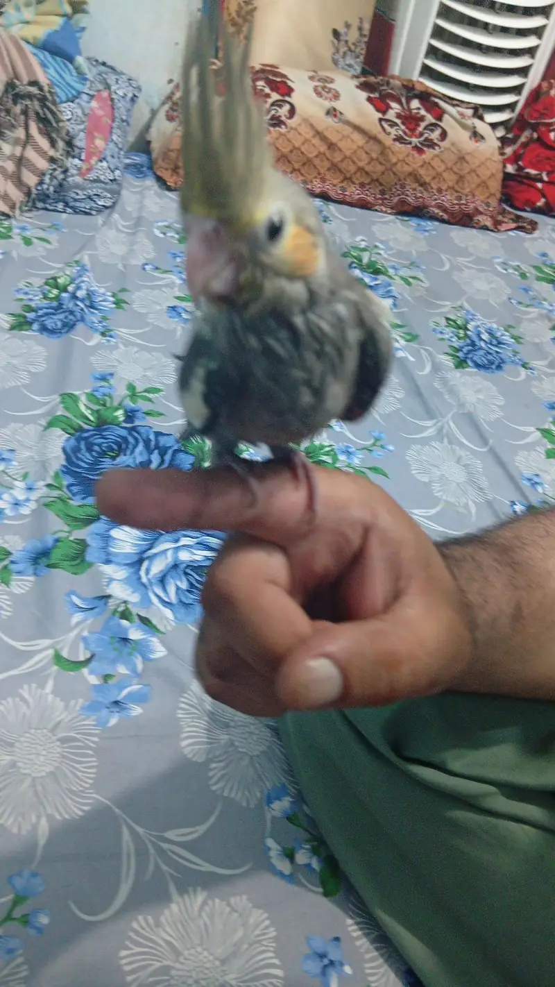 parrots — photo 6