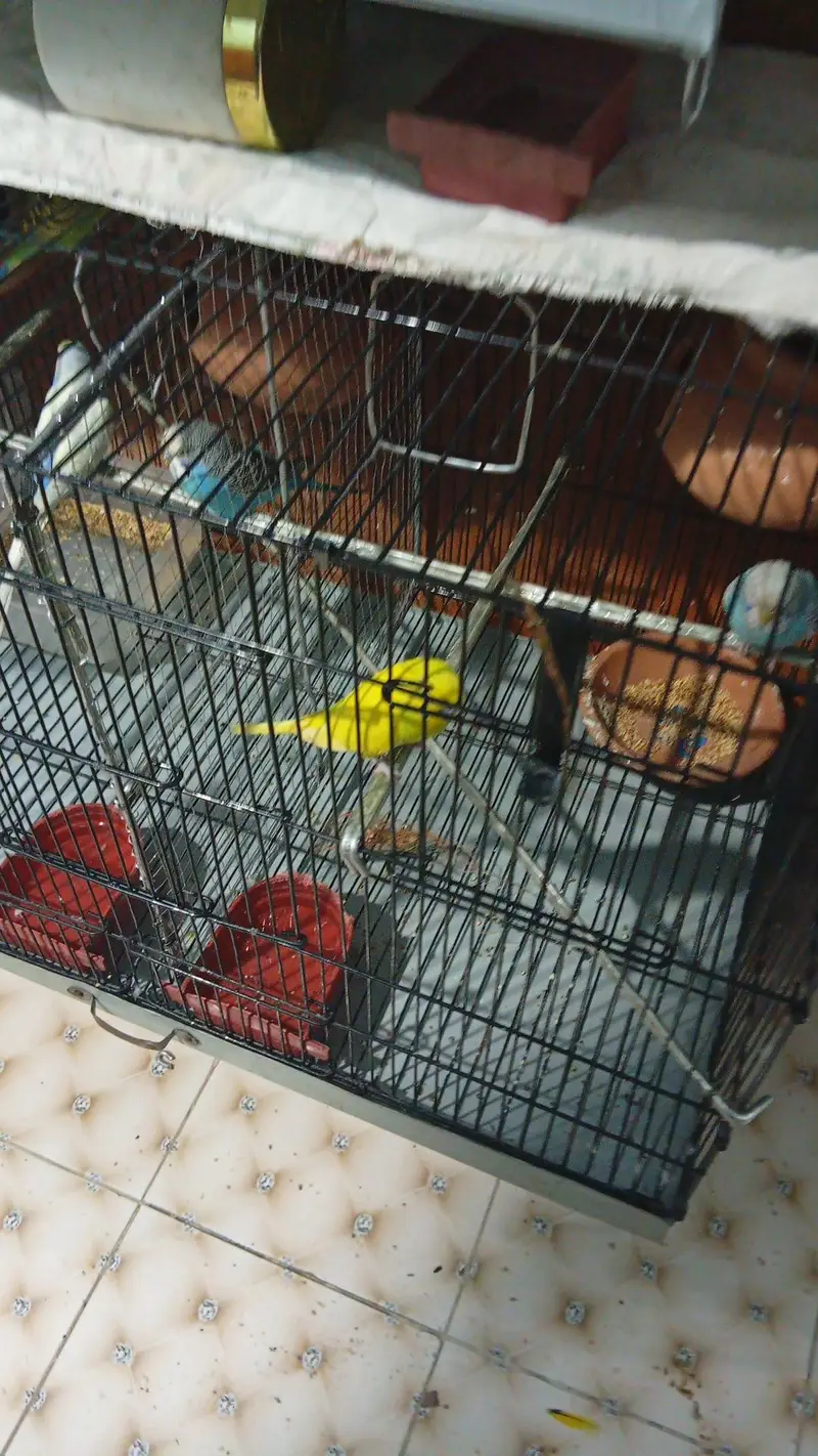 parrots — photo 7