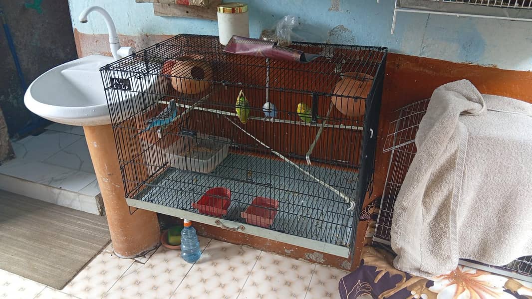 parrots 7