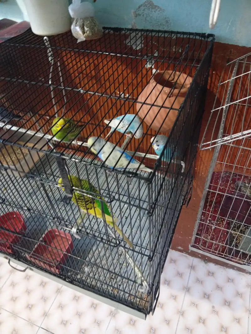 parrots — photo 9