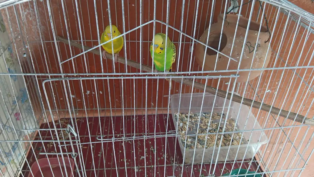 parrots — photo 10