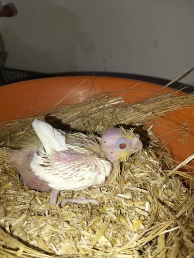 Cockatiel chicks per peace 2500