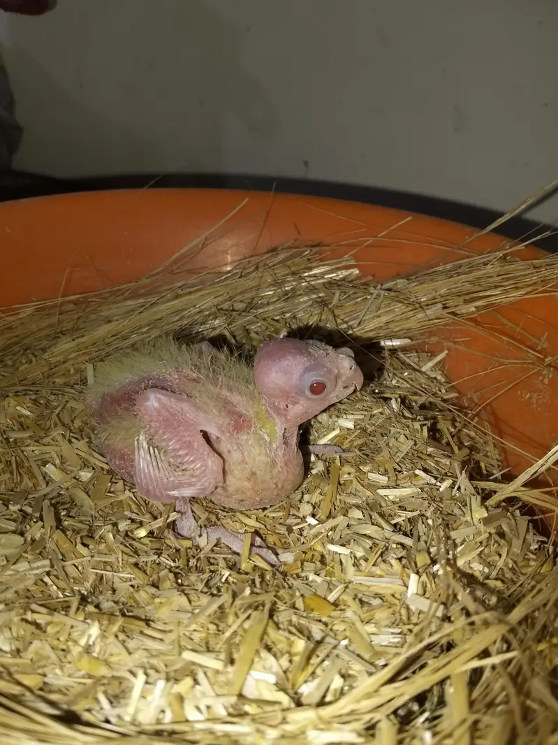 Cockatiel chicks per peace 2500 — photo 2