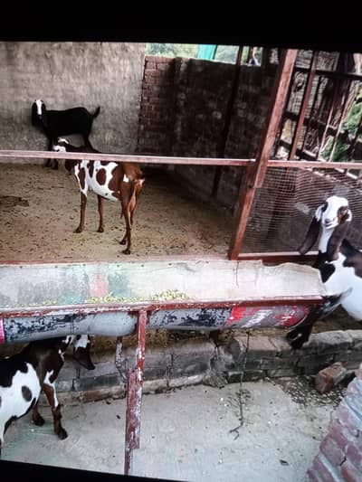 goats for sale