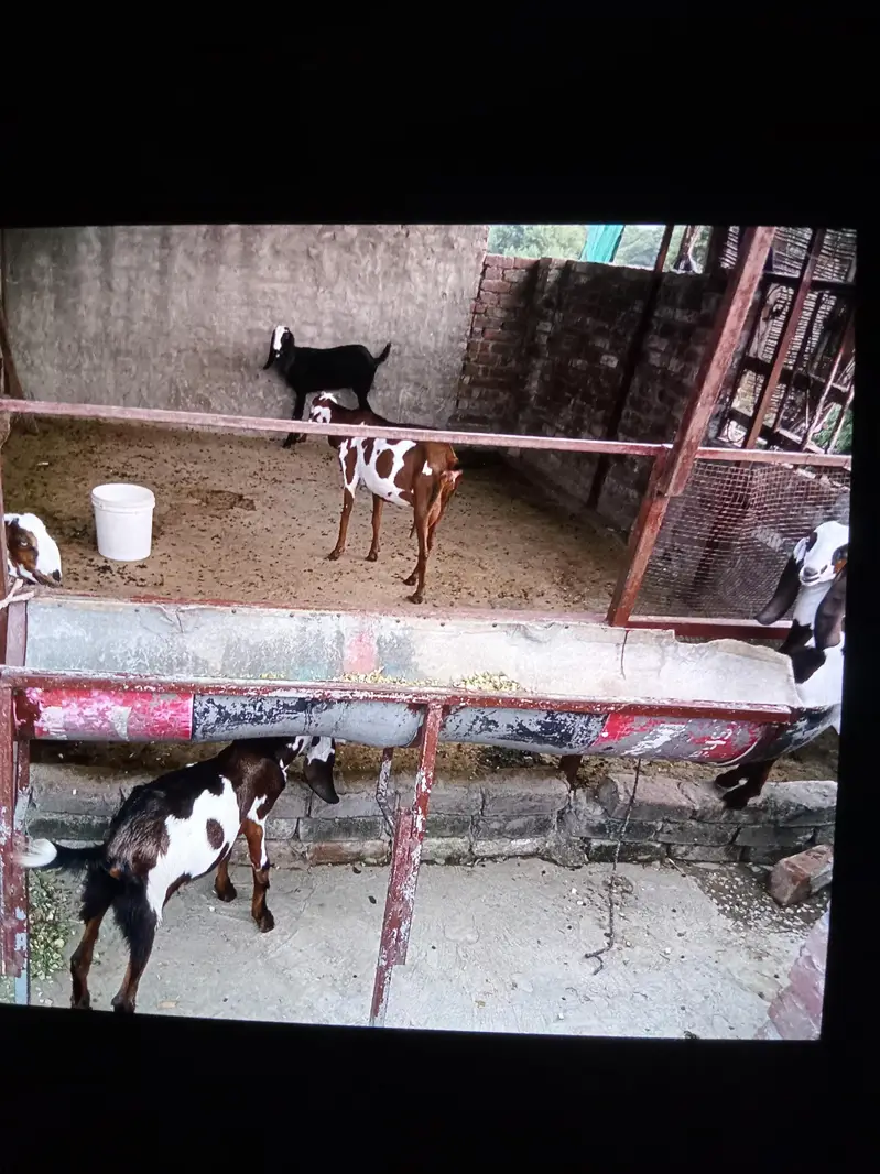 goats for sale — photo 2