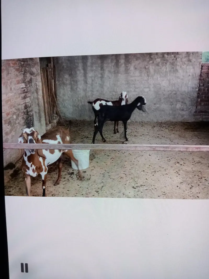 goats for sale — photo 3
