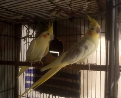 Beautiful Cockatiel Pair