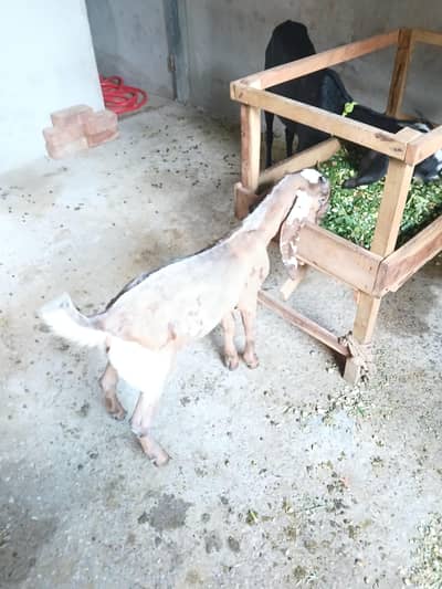 Beetal Bakra For Sale