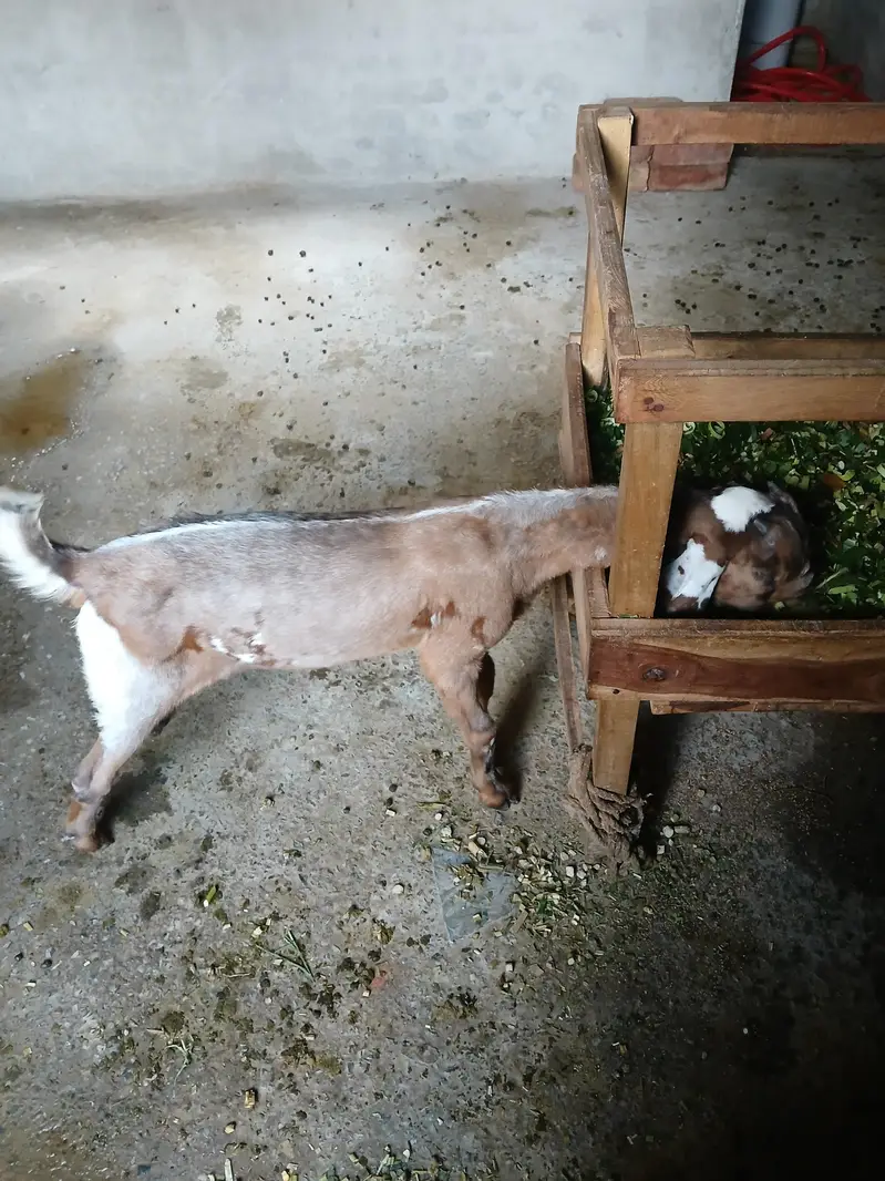 Beetal Bakra For Sale — photo 2