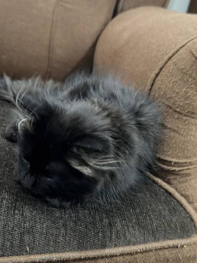 Triple coated persian cat