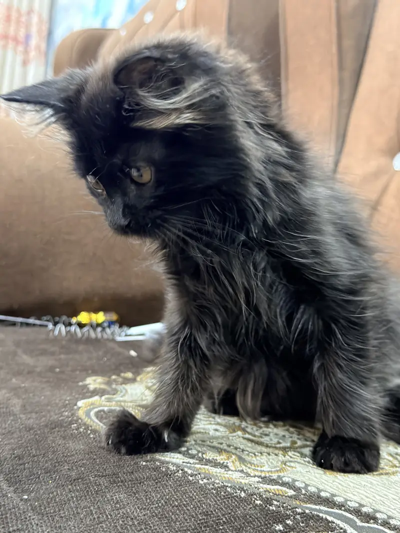 Triple coated persian cat — photo 2