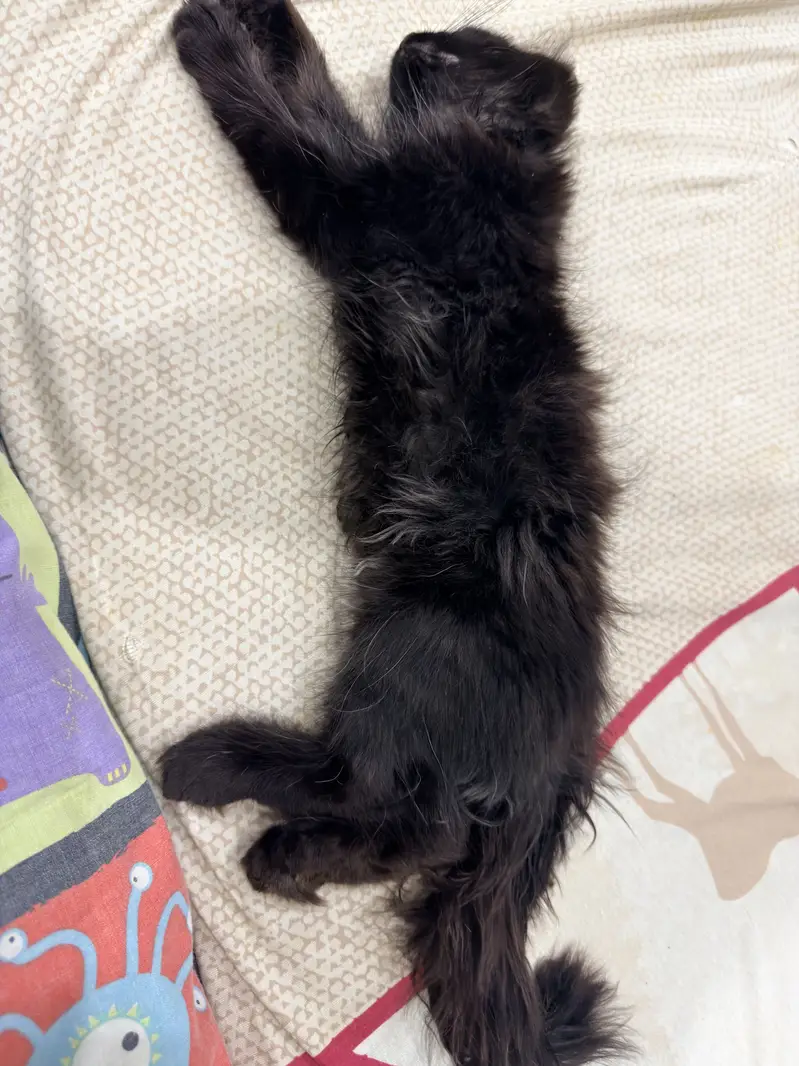 Triple coated persian cat — photo 3