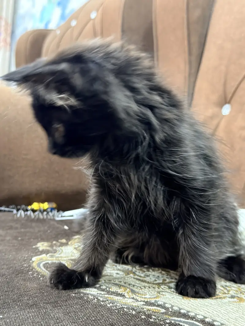 Triple coated persian cat — photo 4