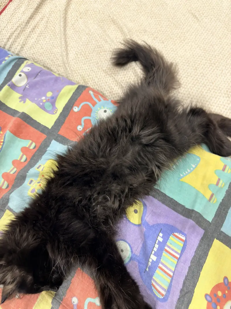Triple coated persian cat — photo 5