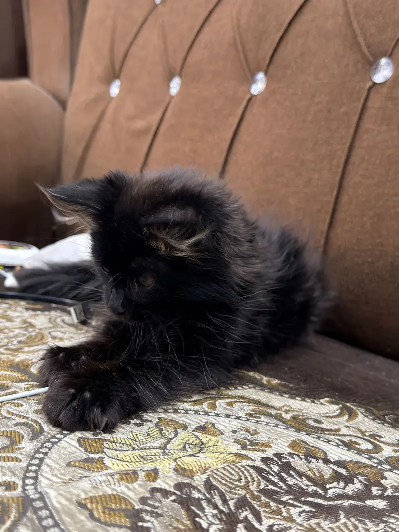 Triple coated persian cat — photo 6