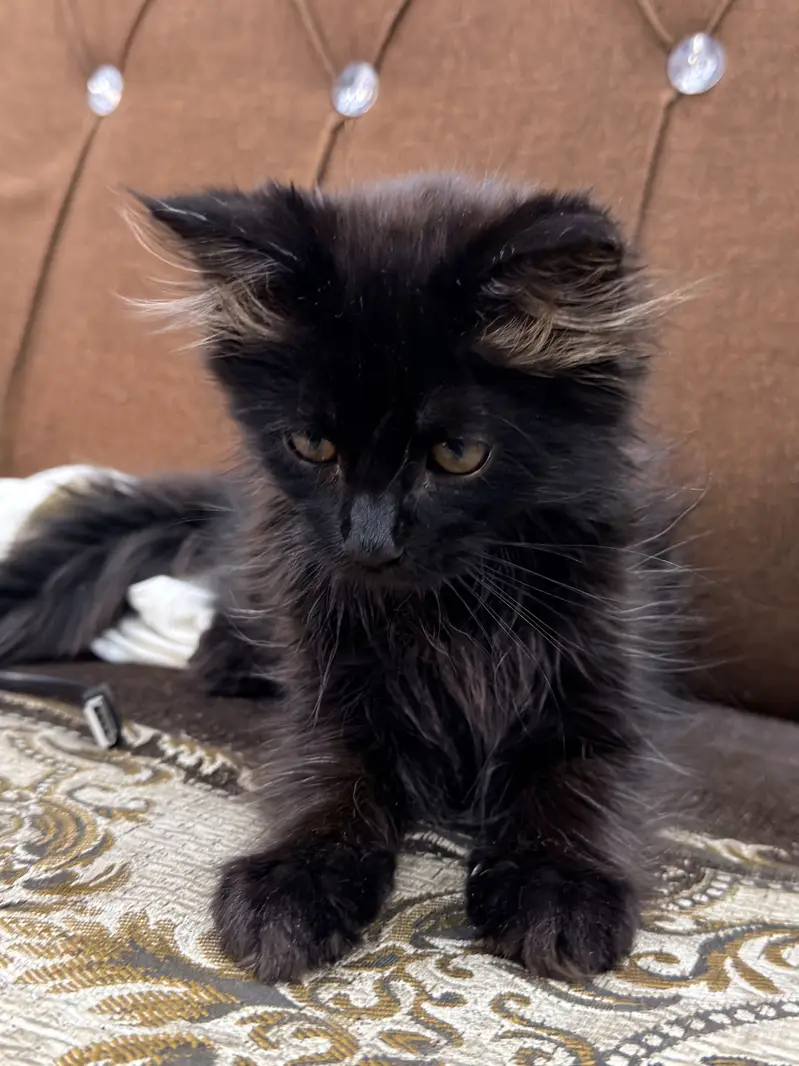 Triple coated persian cat — photo 7