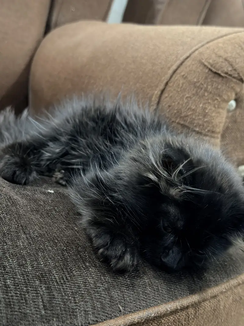 Triple coated persian cat — photo 8