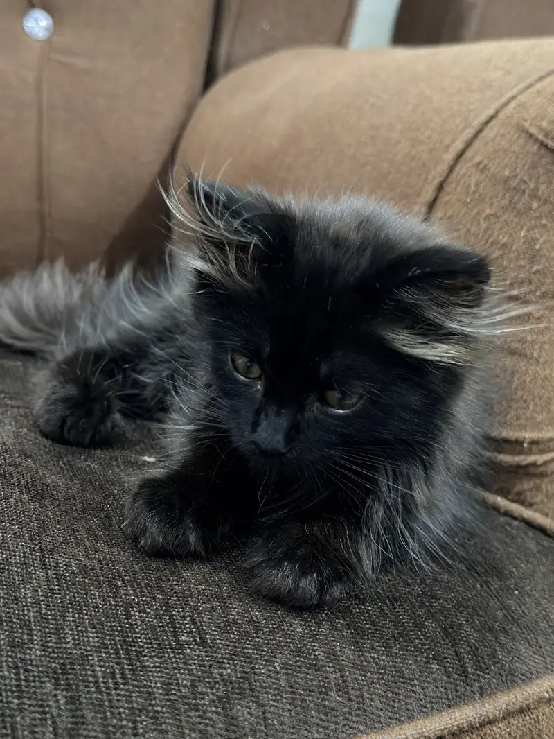 Triple coated persian cat — photo 9