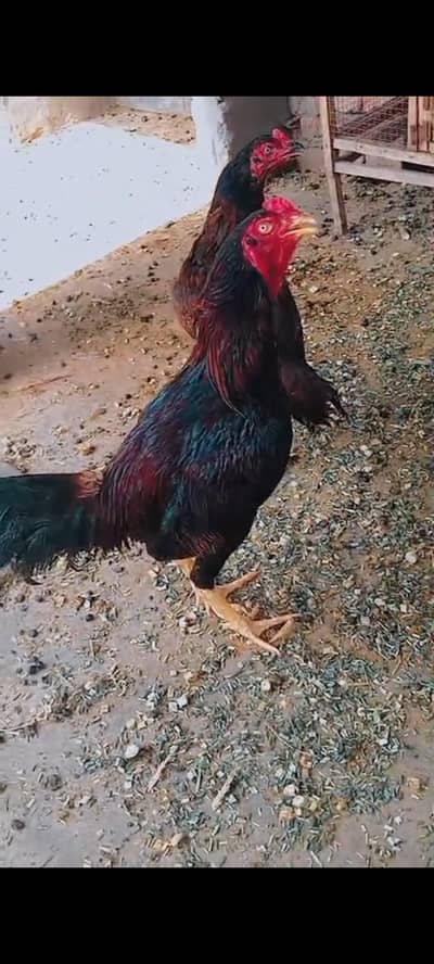 Aseel murga  desi murgi murga fancy frizzle murgi urgent sale !
