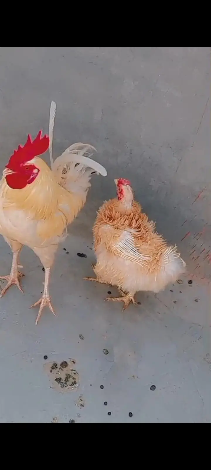 Aseel murga  desi murgi murga fancy frizzle murgi urgent sale ! — photo 2