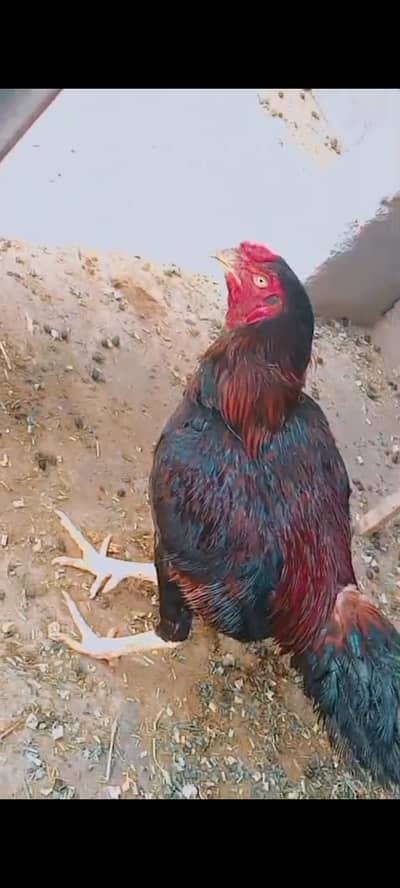 Aseel murga  desi murgi murga fancy frizzle murgi urgent sale !