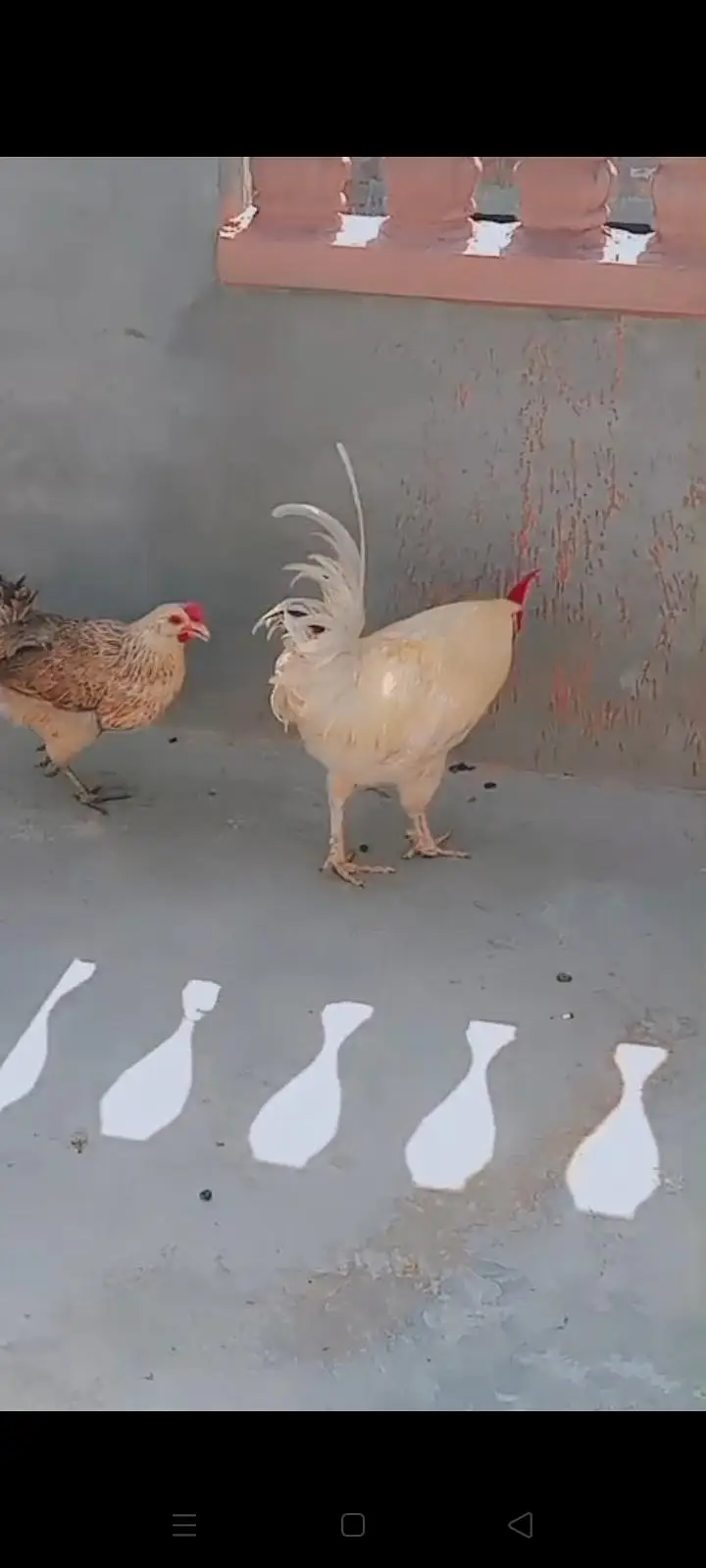 Aseel murga  desi murgi murga fancy frizzle murgi urgent sale ! — photo 4