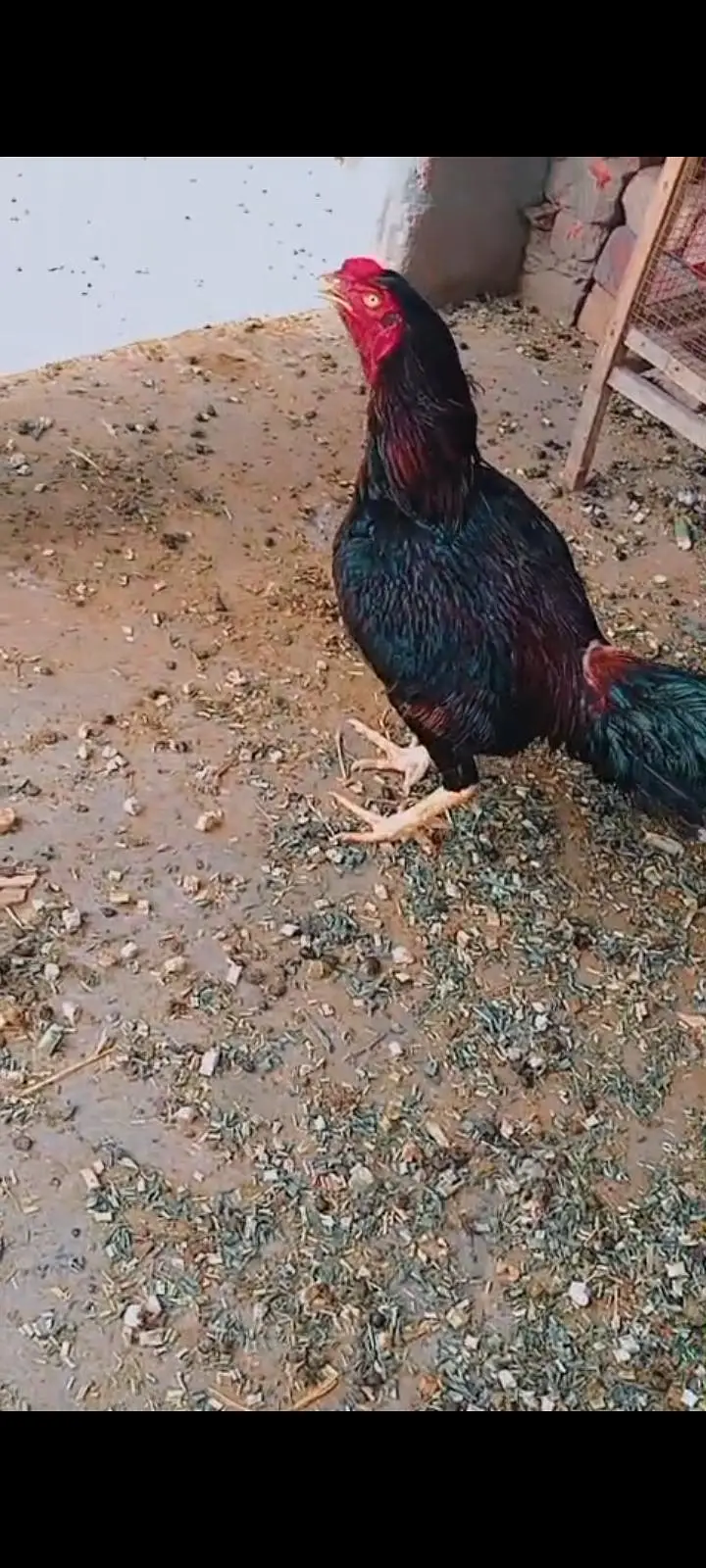 Aseel murga  desi murgi murga fancy frizzle murgi urgent sale ! — photo 5