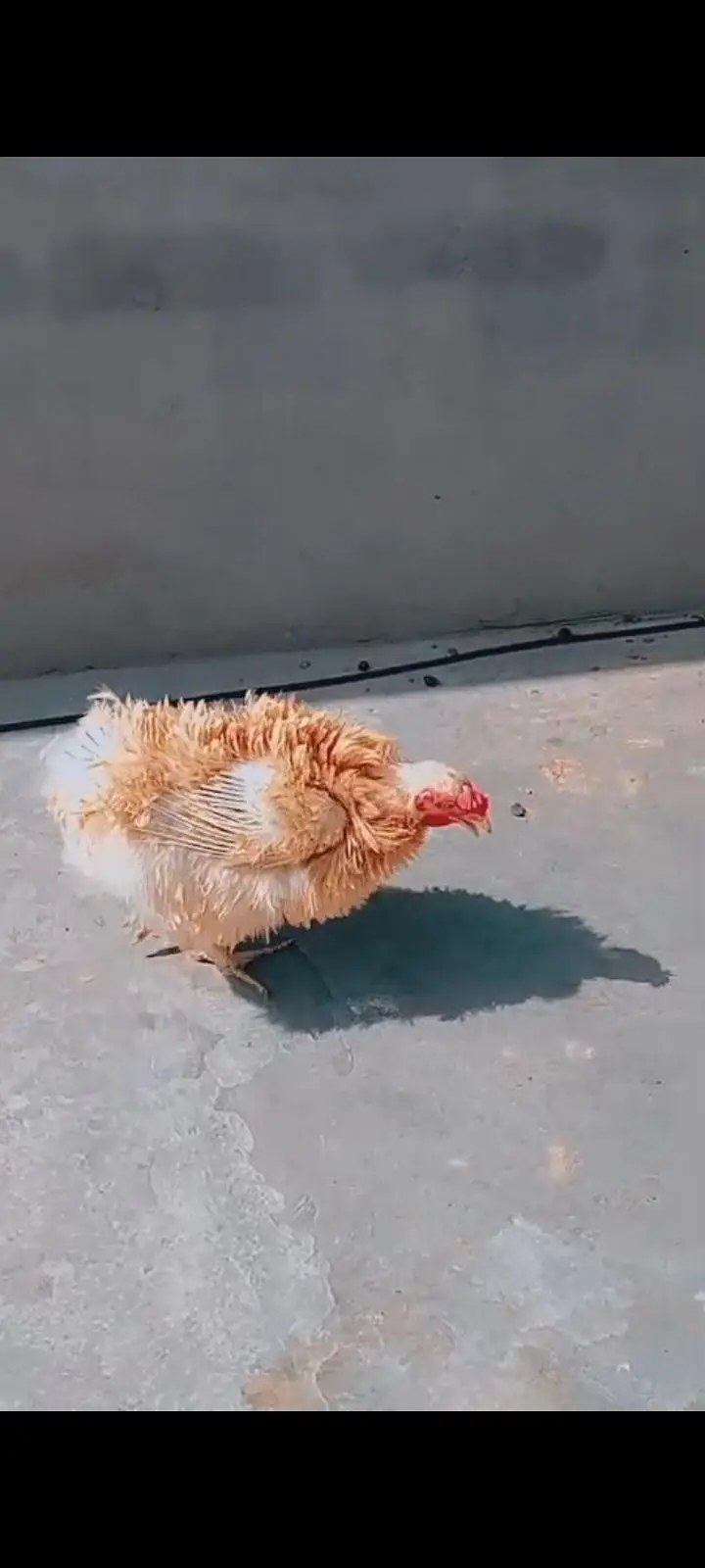 Aseel murga  desi murgi murga fancy frizzle murgi urgent sale ! — photo 6