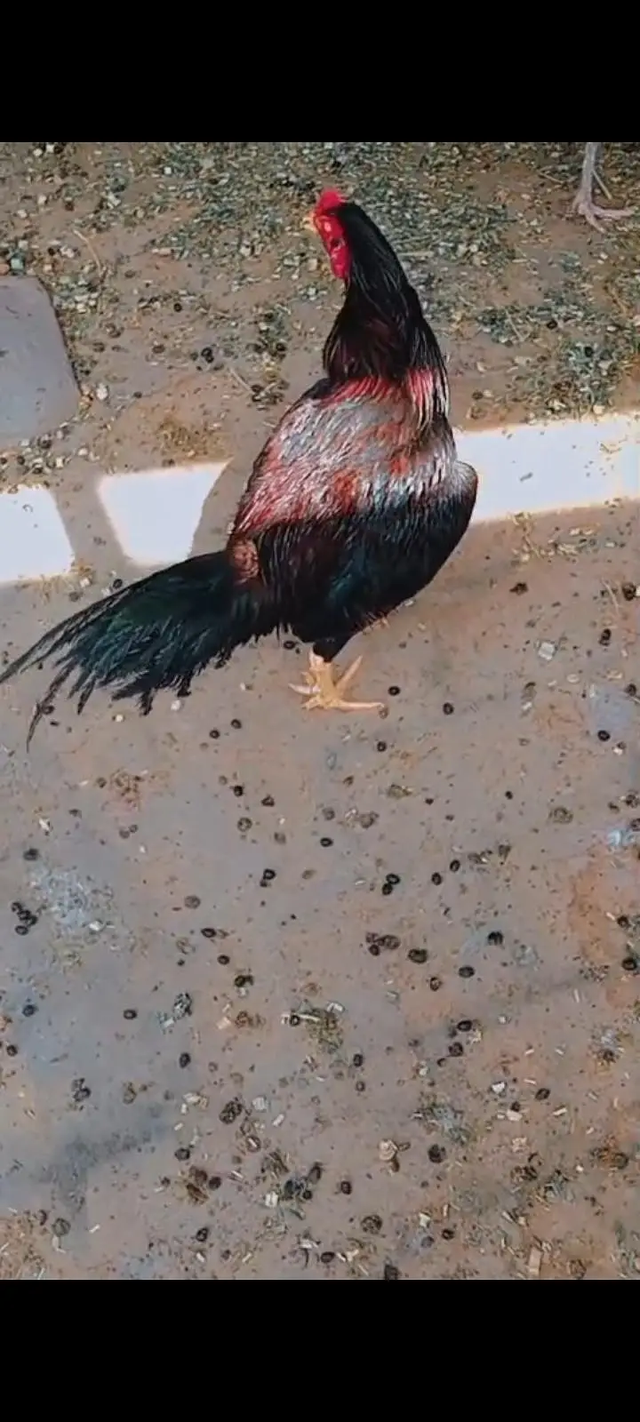 Aseel murga  desi murgi murga fancy frizzle murgi urgent sale ! — photo 7