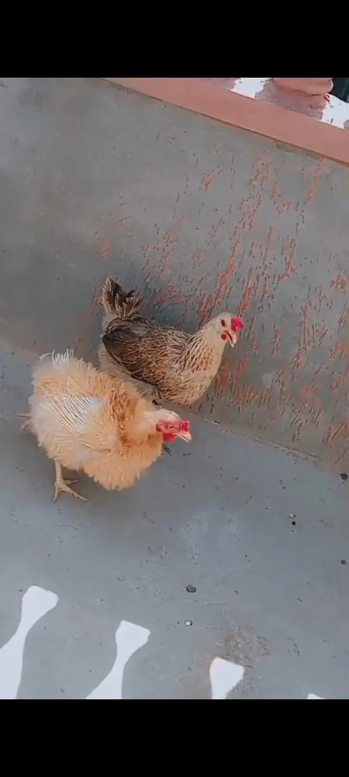 Aseel murga  desi murgi murga fancy frizzle murgi urgent sale ! — photo 8