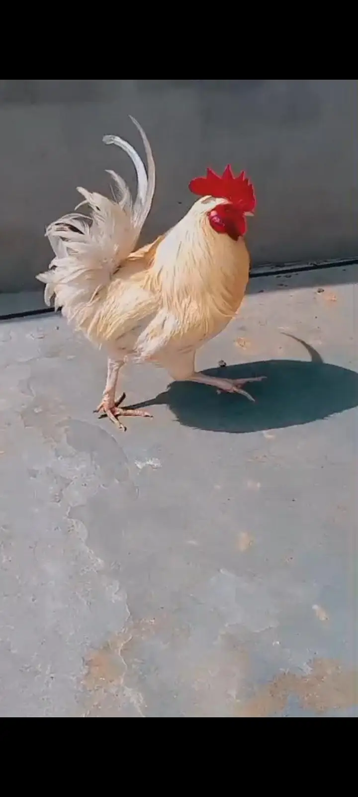 Aseel murga  desi murgi murga fancy frizzle murgi urgent sale ! — photo 9