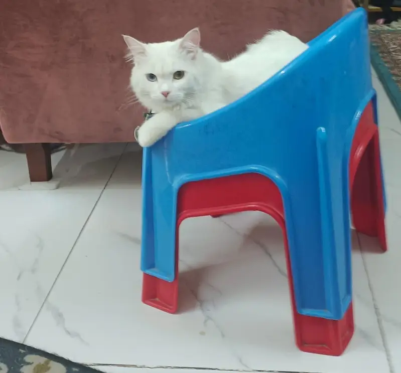 Persian Double Coat Cat with Odd eye color — photo 2