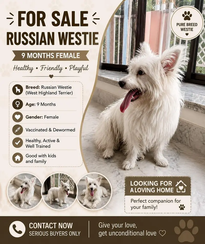 russian poodle dog — photo 3
