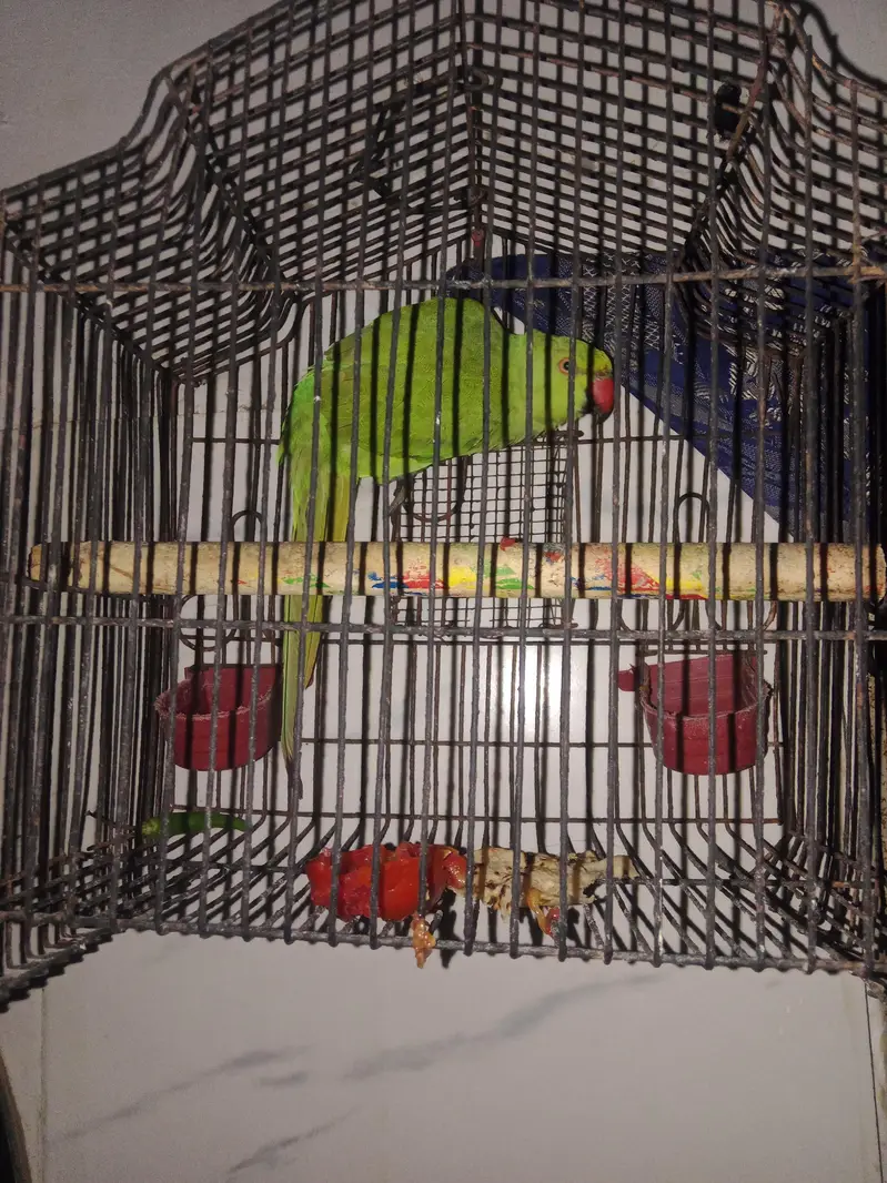 male ur gaya h — photo 2