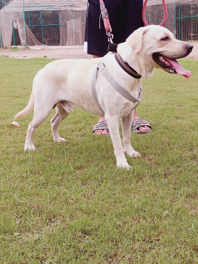 labrador 4