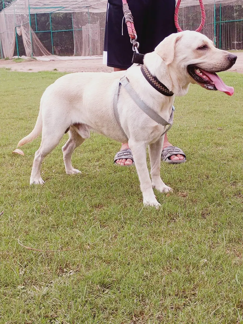 labrador — photo 5