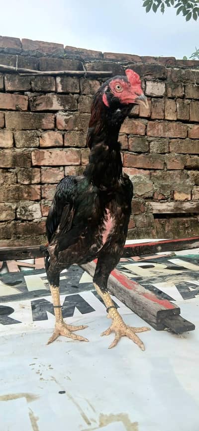 Aseel male female