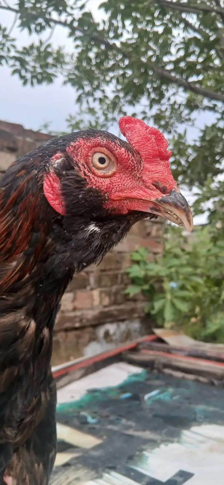 Aseel male female — photo 3
