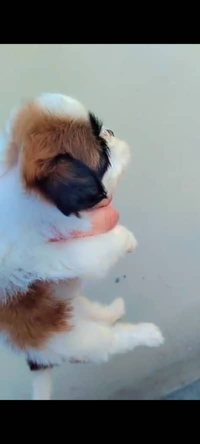Shih Tzu puppy available for sale